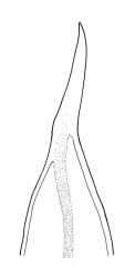 Crosbya nervosa, leaf apex. Drawn from D.S. Horning SA-450A, CHR 242316.
 Image: R.C. Wagstaff © Landcare Research 2017 